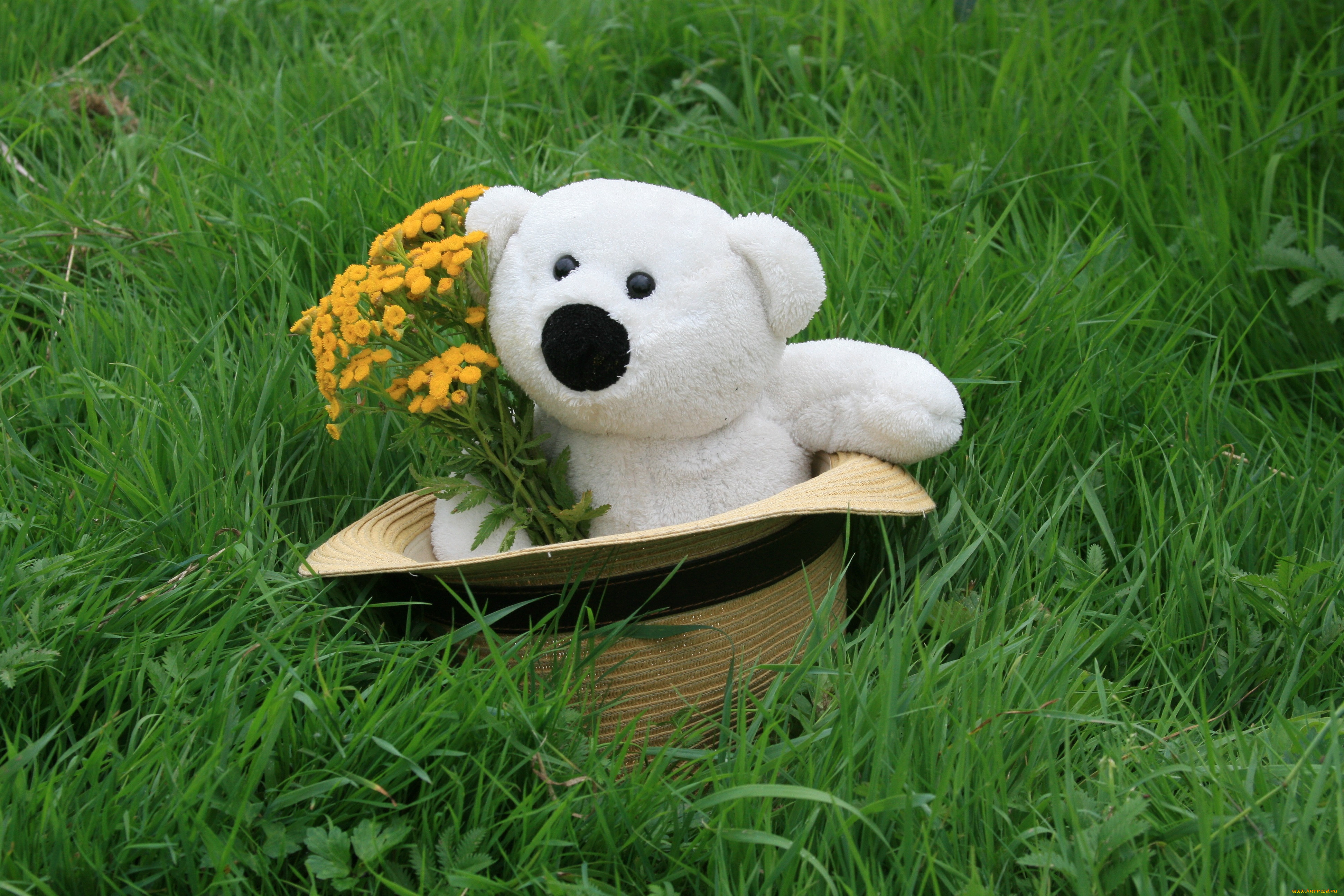 Мишку коровку. Тедди Беар цветы. Медведь с цветами. Игрушки на природе. Цветок Медвежонок.